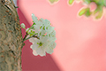 花開校園