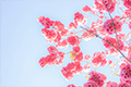 花開校園
