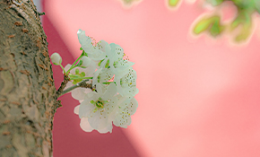 花開校園