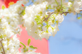 花開校園